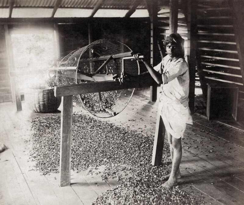 Сортировка чая на Цейлоне, Шри-Ланка, 1880-е годы