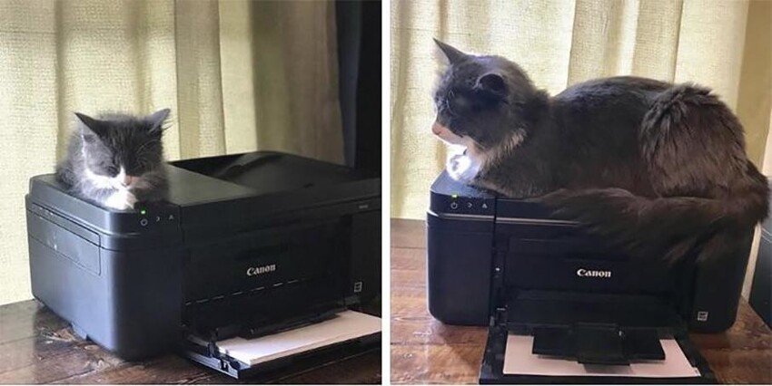 Теплый принтер – идеальное место для сна в любом кошачьем возрасте!
