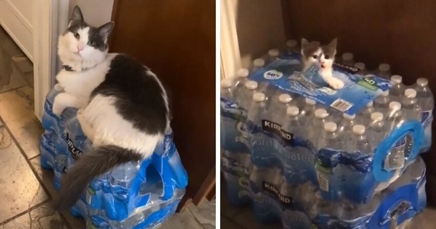 Когда он видит бутылки с водой, он сразу знает, что ему нужно делать