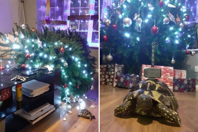 Маленькая черепаха уничтожила двухметровую рождественскую ель