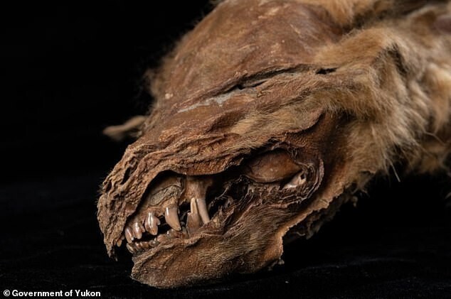 Археологи нашли мумию волчонка возрастом 57 тысяч лет
