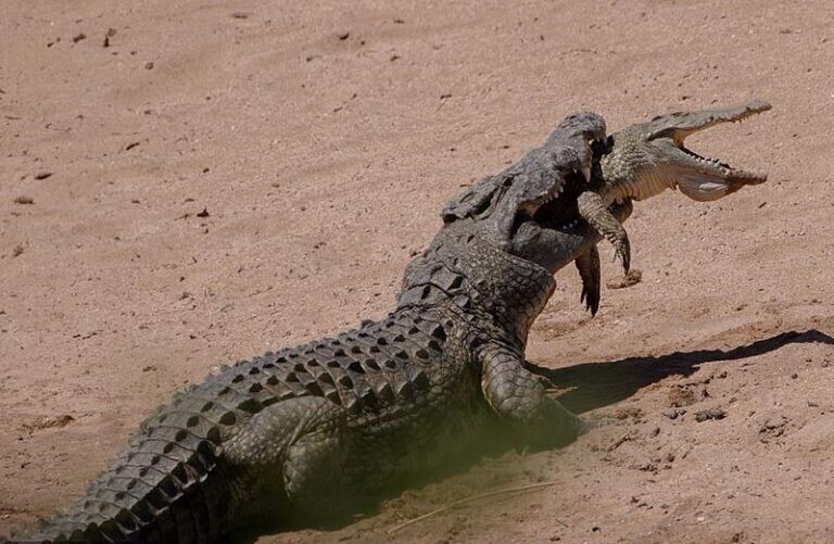 Крокодилы способны поедать своих сородичей