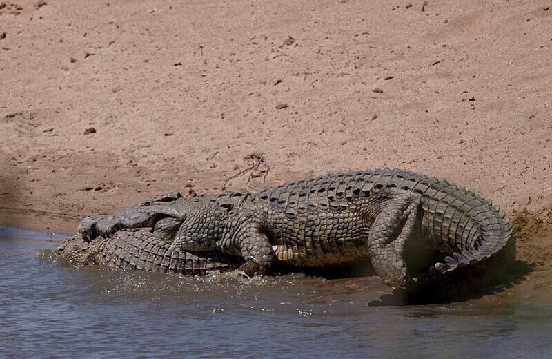 Крокодилы способны поедать своих сородичей