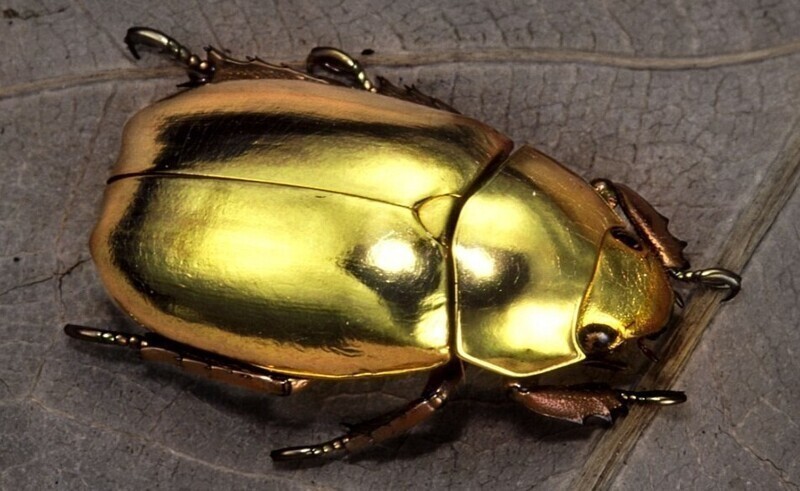 Как золотые жуки помогают физикам