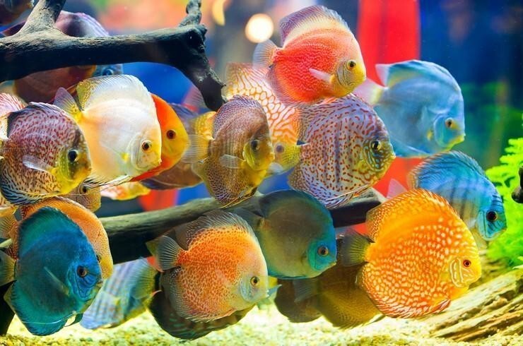 20 самых впечатляющих экзотических рыбок с поразительной внешностью