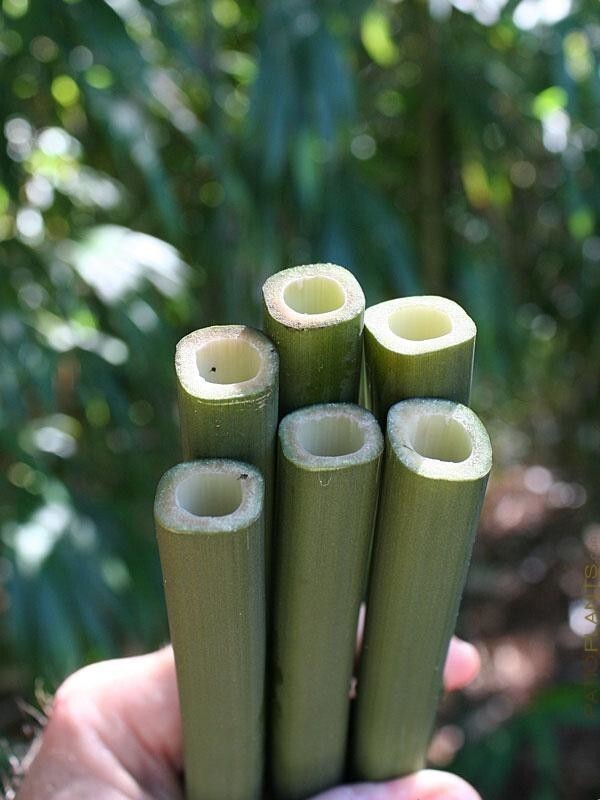 Сорт бамбука Chimonobambusa quadrangularis, который вырастает квадратной формы