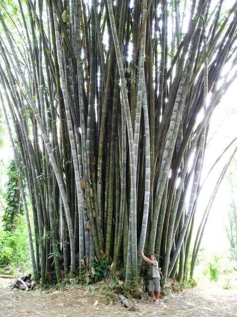 Поразительная трава: бамбук, каким вы его еще не видели