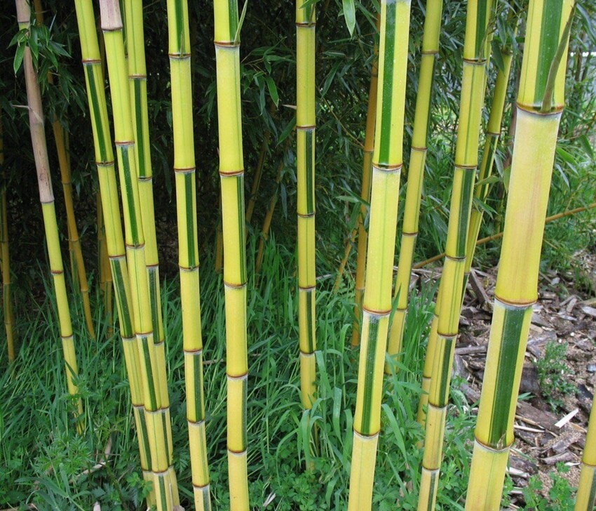 Полосатый бамбук  Phyllostachys aureosulcata 'Spectabilis'