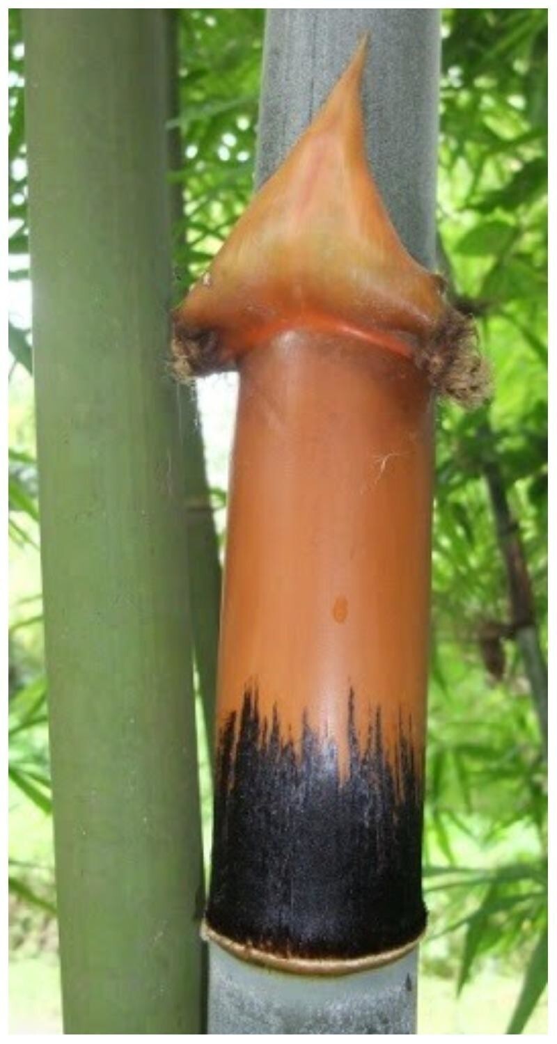 А это Cephalostachyum pergracile Munro - растет в Таиланде