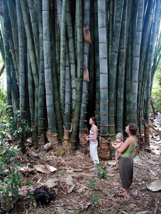 Бамбук бывает поистине огромных размеров