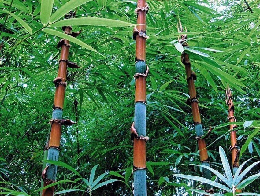 Цефалостах - род азиатского и мадагаскарского бамбука в семействе травяных и он бывает синего цвета