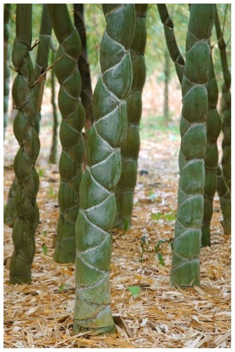 Phyllostachys edulis, бамбук Мозо или бамбуковый панцирь черепахи, или Мао Чжу, или Листокостник съедобный