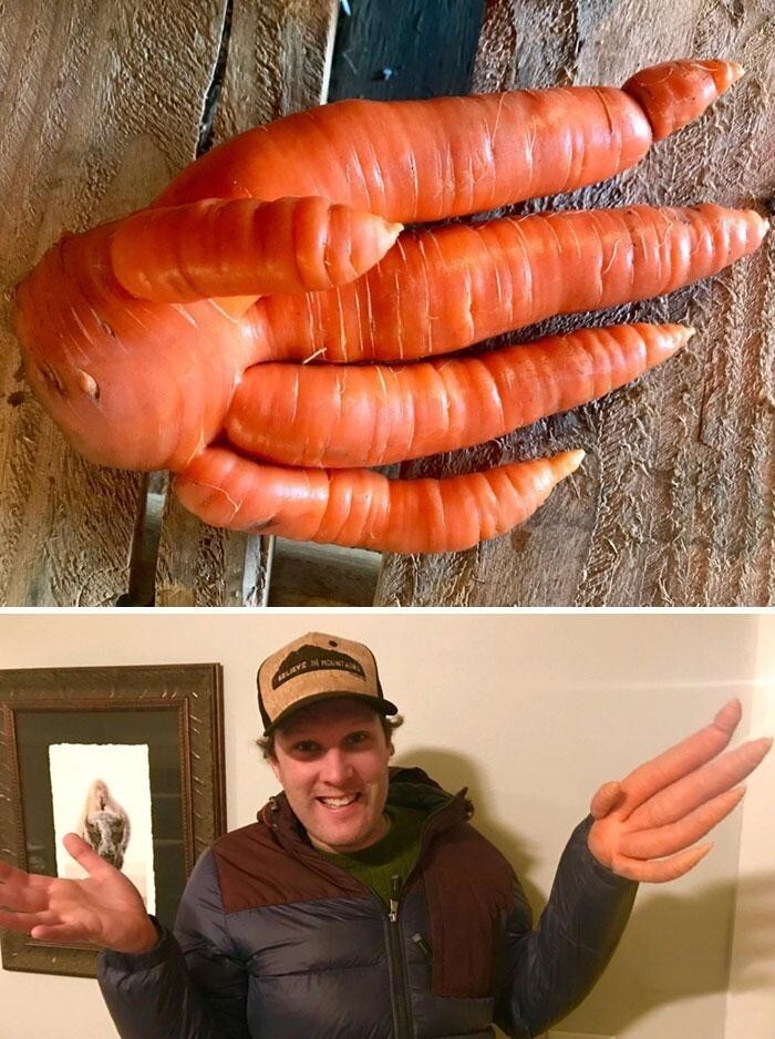 7. "Копали морковь на ферме и нашли эту удивительную руку-морковь"