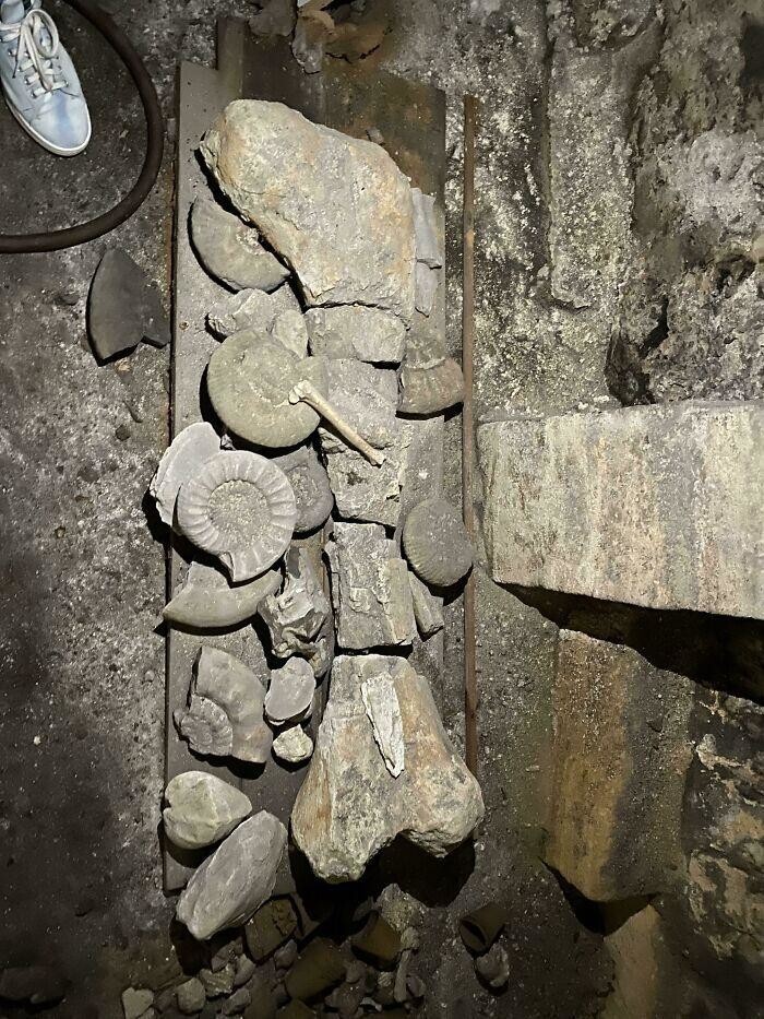 6. "У друга в подвале дома 15-го века во Франции нашли кости динозавра"