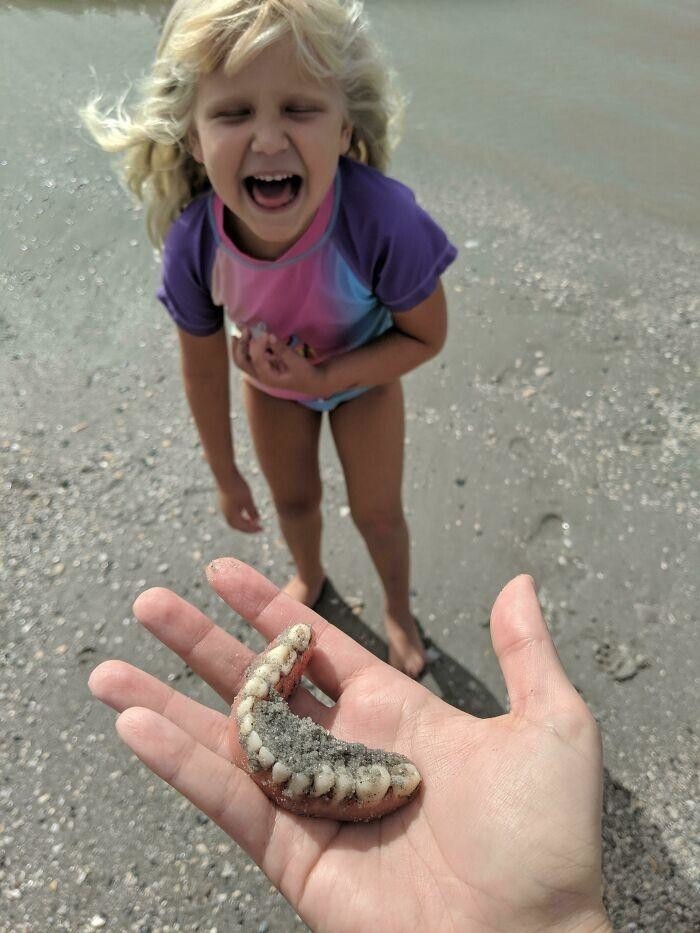 11. "Пошли на пляж, чтобы найти зубы акулы, и это совсем не то, чего я ожидал, когда дочь крикнула «Я нашла зубы!»"