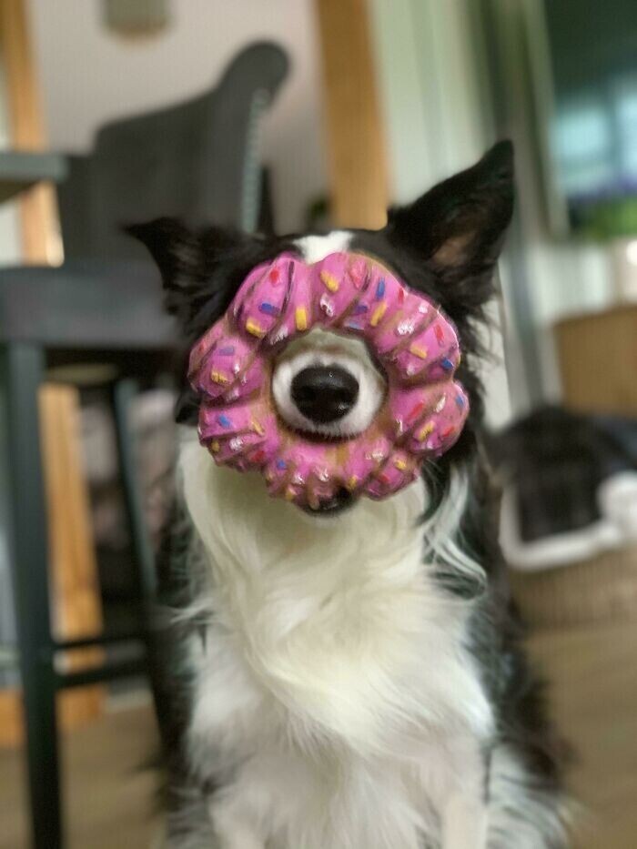 "Моя собака наконец нашла пончик, который потеряла. Ходит с ним вот так весь день"