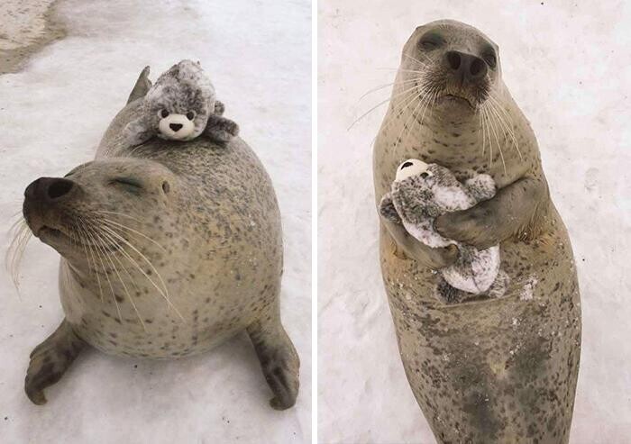 "Когда тюленю в парке Момбецу в Японии подарили его плюшевую мини-версию, он был безмерно счастлив!"