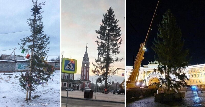 "Какой год - такая елка": в российских городах жалуются на зеленых новогодних калек
