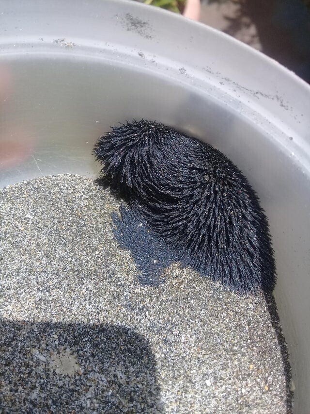 2. «Магнитный песок с пляжа на Эквадоре»