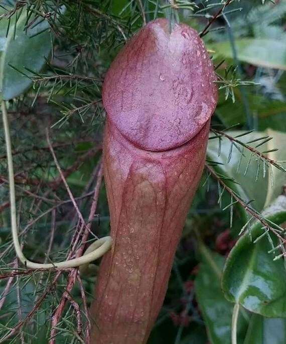 Флора с закосом под фауну: 25 удивительных примеров растительной парейдолии