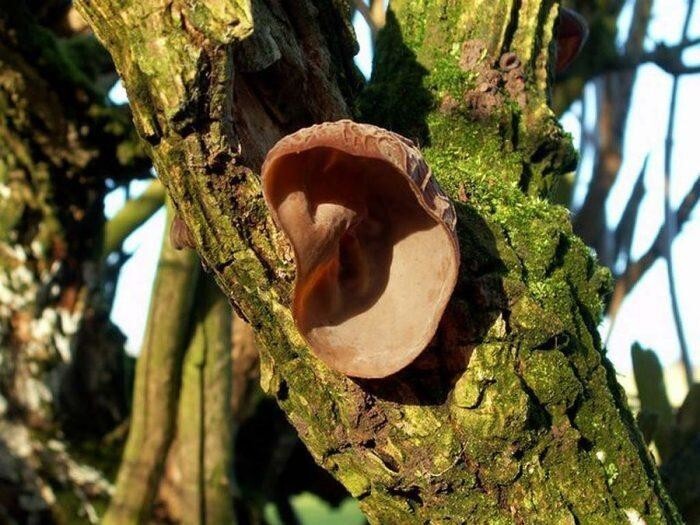 Уши. Аурикулярия уховидная или Иудины уши ( Auricularia auricula-judae) — съедобный гриб семейства аурикуляриевых.