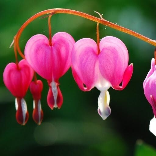 Дицентра - цветок "разбитое сердце"