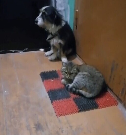 Кот и пес обрели новый дом спустя два года после смерти хозяев