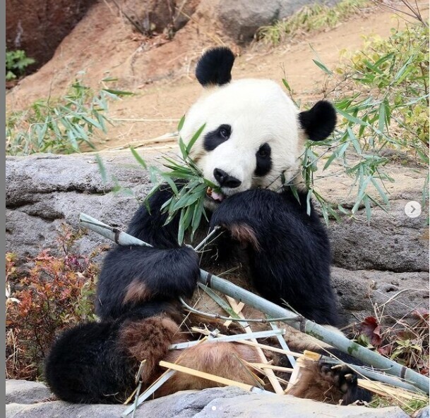 Наглядность Дарвинизма - панда и белый медведь
