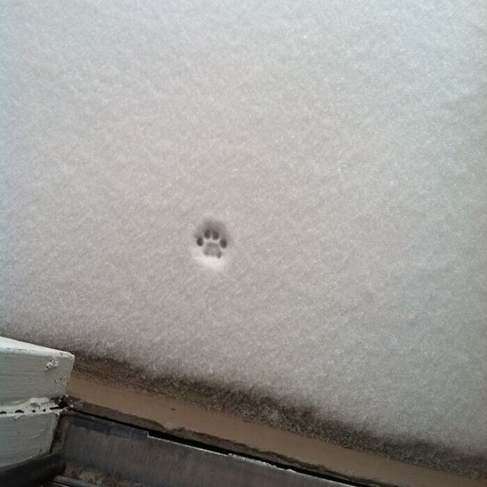 "Моему коту снег не понравился"