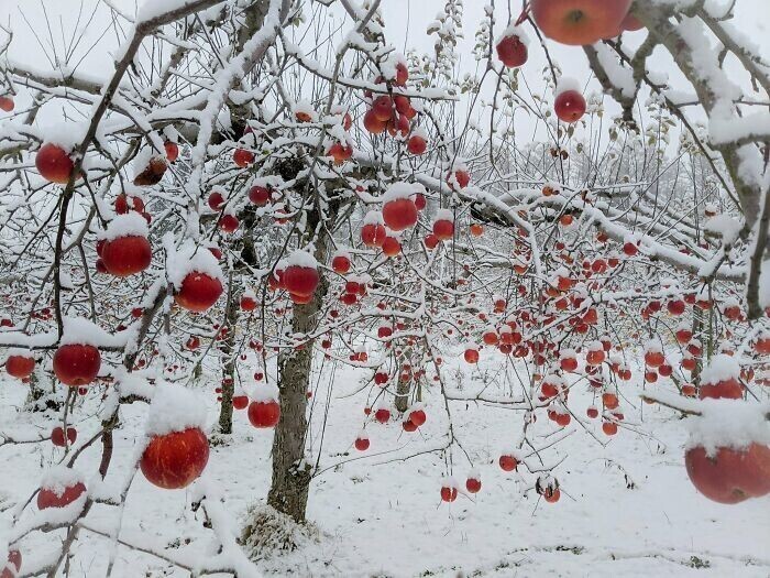 Яблоневый сад в снегу