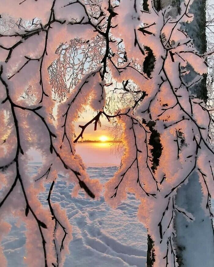 Заснеженные деревья под солнцем, Финляндия