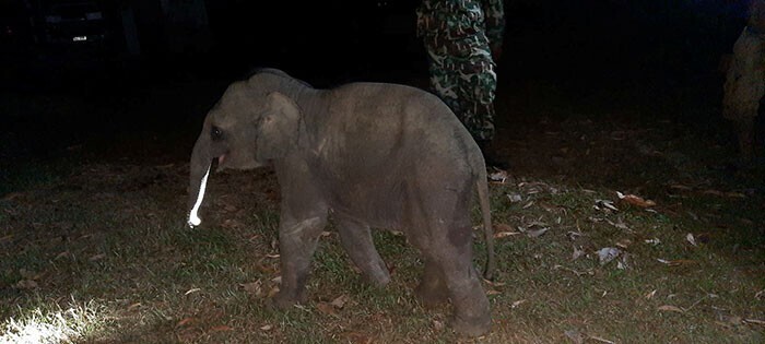 Тайский сотрудник скорой помощи спас сбитого мотоциклом слоненка