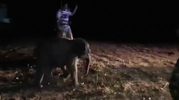 Тайский сотрудник скорой помощи спас сбитого мотоциклом слоненка