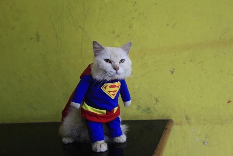 От Бэтмена до Тора: супергеройские наряды для кошек