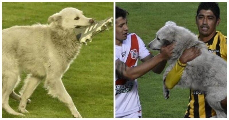 В Боливии собака выбежала на поле во время матча и украла бутсу