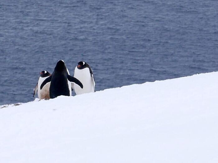 "Во время поездки в Антарктиду мне посчастливилось стать свидетелем свадьбы пингвинов!"
