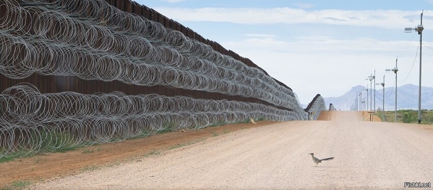 "Калифорнийская земляная кукушка приближается к пограничной стене"