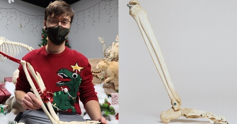 Какой год - такие и подарки: канадец заказал к Рождеству сувенир из своей ампутированной ноги