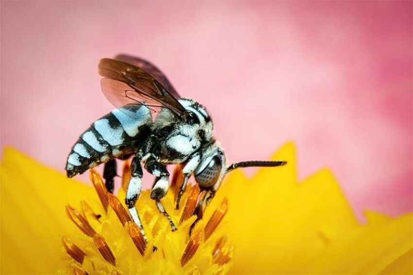 Неоновая пчела-кукушка: Полная противоположность нормальной пчелы. Такая же злобная преступница, как и её пернатая тёзка!