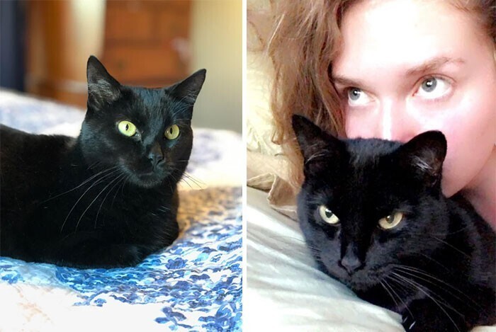 "После того, как умерла моя кошка, я пошла в приют и попросила кошку, которая дольше всех там живет. Это была пожилая черная кошка. Знакомьтесь - моя Дита Вон Панцер"