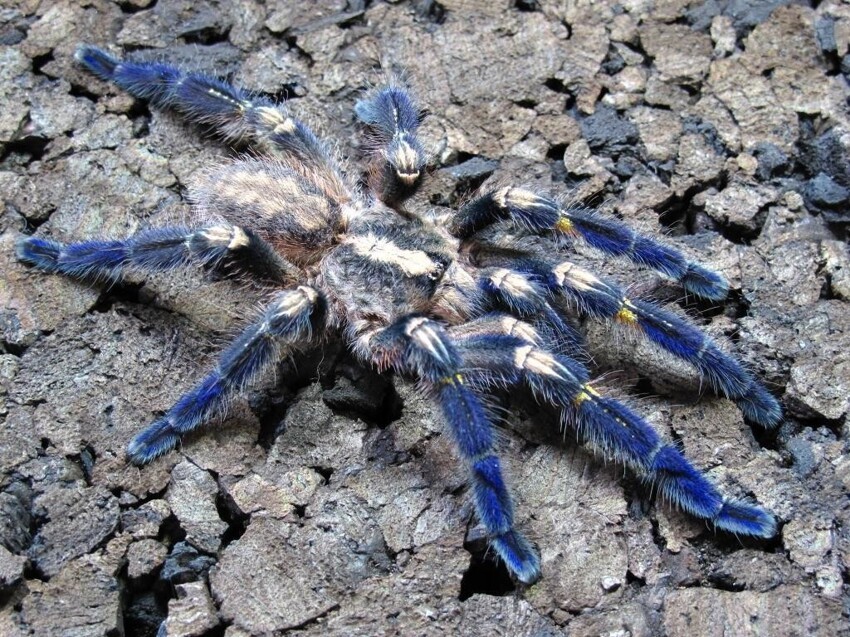 Синий паук - самый красивый паук в мире