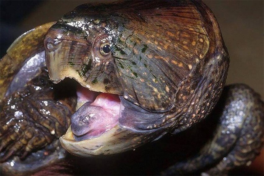 Большеголовая черепаха: Рептилия с головой в половину тела и клювом трицератопса лазает по деревьям и скалам, как кошка!