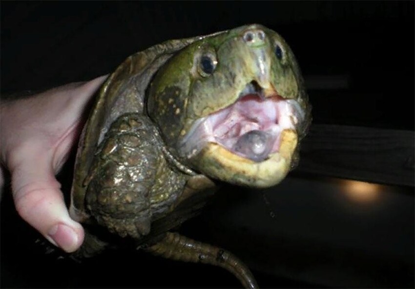 Большеголовая черепаха: Рептилия с головой в половину тела и клювом трицератопса лазает по деревьям и скалам, как кошка!