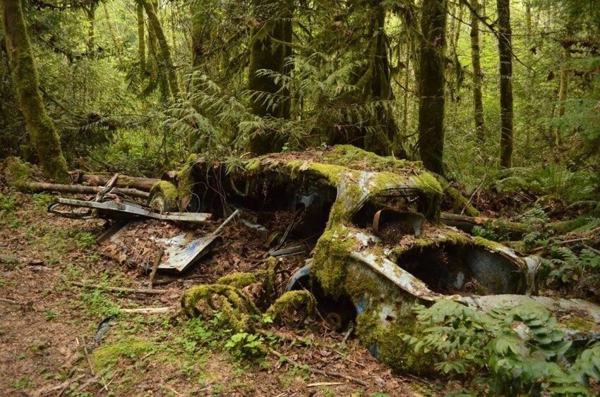 Машина много лет простояла в лесу