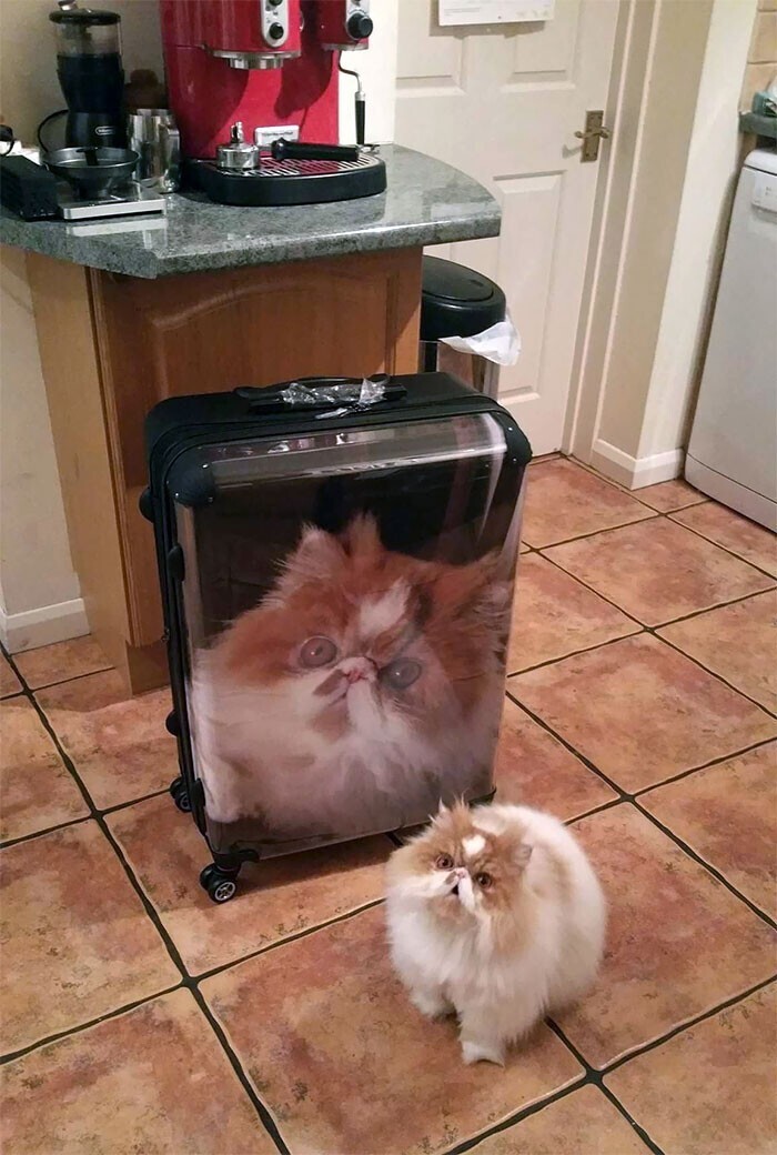 "Моя подружка подарила этот чемодан брату"
