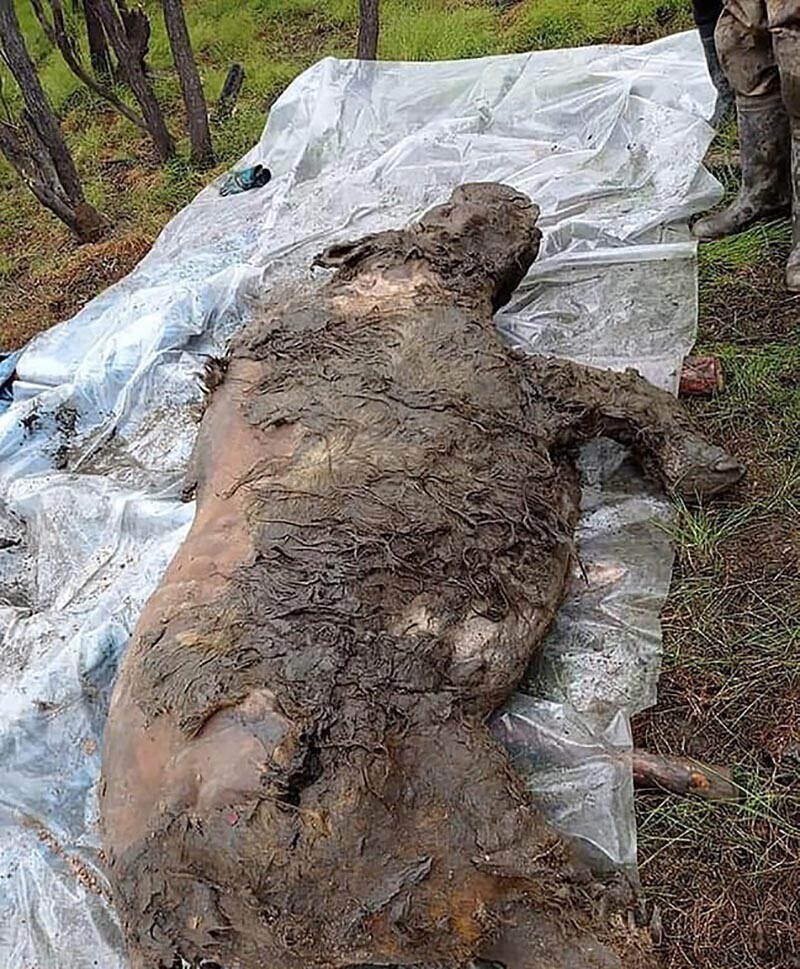 В Якутии нашли тушу шерстистого носорога уникальной сохранности
