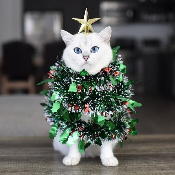 Если не хочешь чтобы кот ронял елку, сделай елку из кота