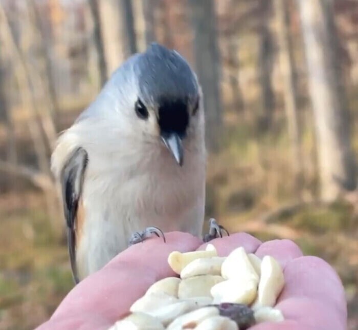 Фотограф кормит птиц с ладони и снимает их на камеру в замедленном движении