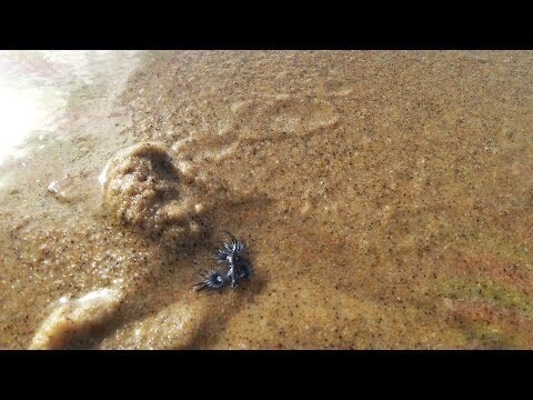Как копают червей в Австралии 