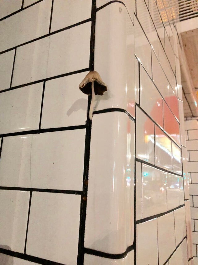 11. Этот гриб растёт на стене здания в Бруклине